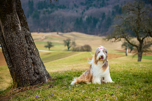 Bearded Collie female dog on lawn.
