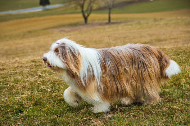 istock Bearded Collie female dog 1386316193
