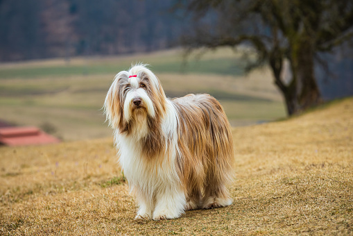 Bearded Collie female dog on lawn.