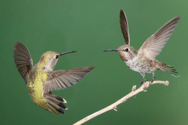 istock Hummingbird Photography 1386316433