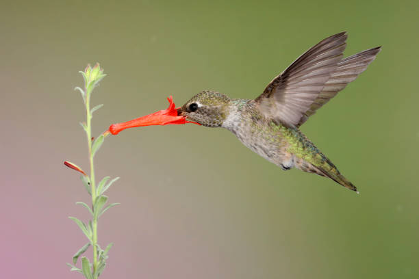 istock Hummingbird Photography 1386316441