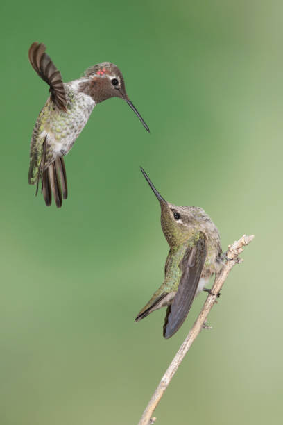 istock Hummingbird Photography 1386316461