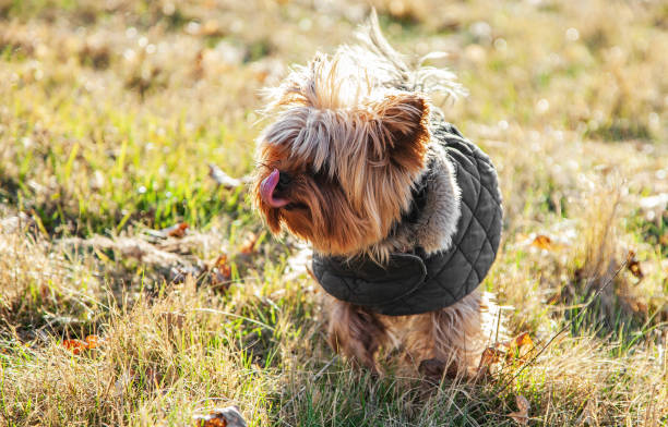 istock Yorkshire Terrier dog dressed in gray clothes on a walk 1386319020