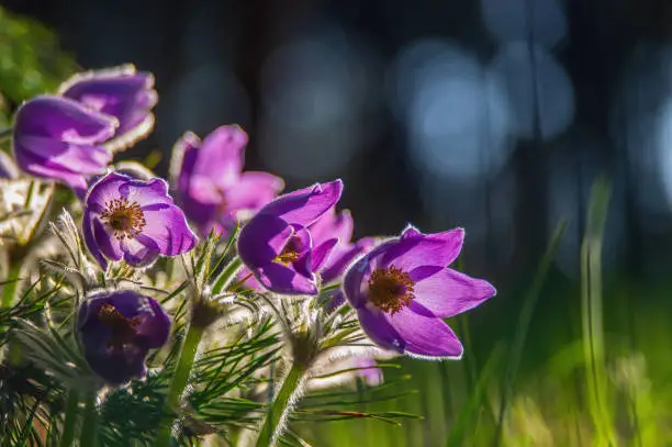 Beautiful pasque or anemone wild flowers in sunny spring meadow. It grows wild and its blooming is one of the first signs of spring. Dark background. Eastern holiday concept