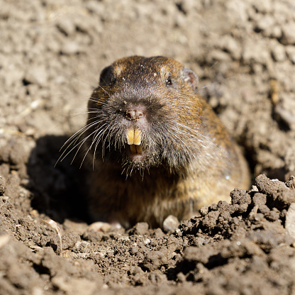 Curious Botta's Pocket Gopher peeking out of burrow. Santa Clara County, California, USA.