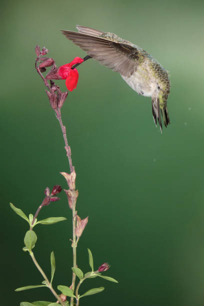istock Hummingbird Photography 1386323081