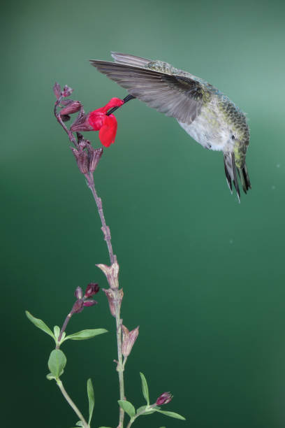 istock Hummingbird Photography 1386323082