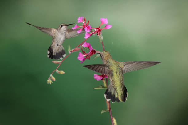 istock Hummingbird Photography 1386323107