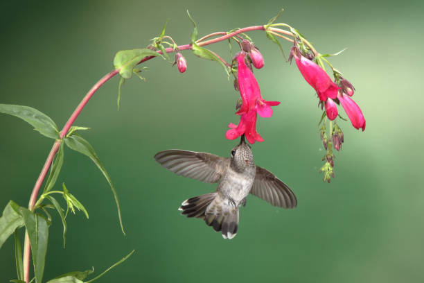 istock Hummingbird Photography 1386323119