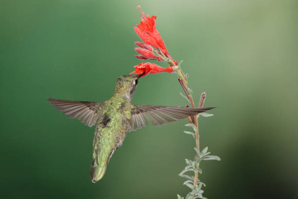 istock Hummingbird Photography 1386323730