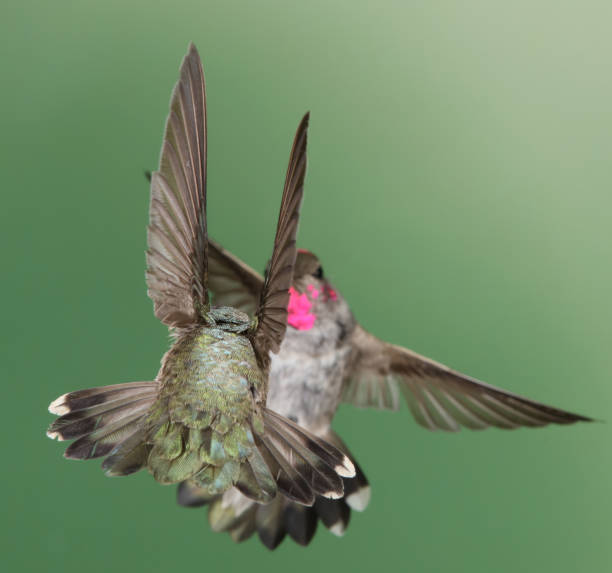 istock Hummingbird Photography 1386324295
