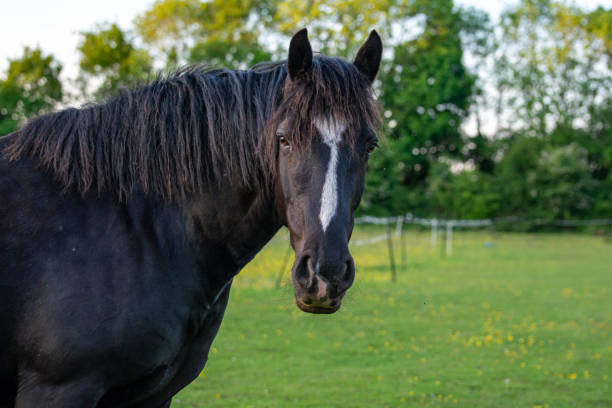 istock Black Horse looking towards camera 1386324498