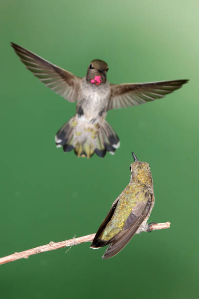 istock Hummingbird Photography 1386324530