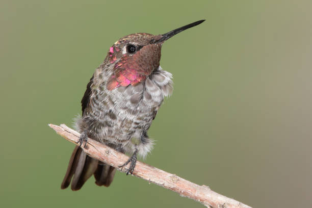 istock Hummingbird Photography 1386324546