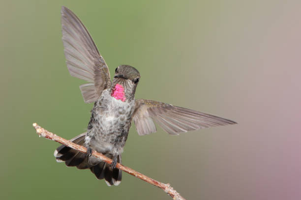 istock Hummingbird Photography 1386324548