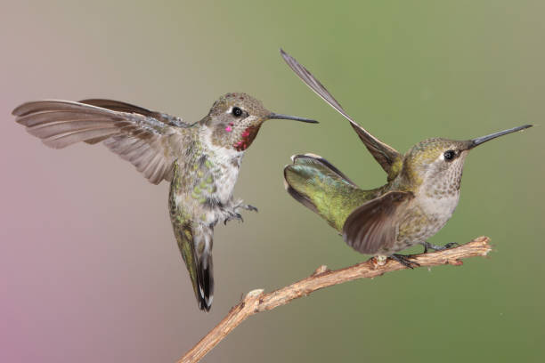istock Hummingbird Photography 1386324589
