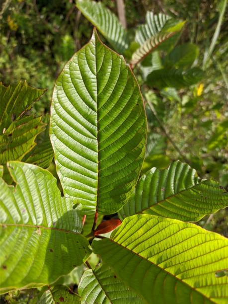 istock Kratom plants (Mitragyna speciosa) in the morning 1386329382