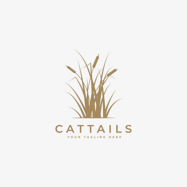 cattail gras logo vektor illustration design, cattail logo vorlage, cattail silhouette vektor design - schilf stock-grafiken, -clipart, -cartoons und -symbole