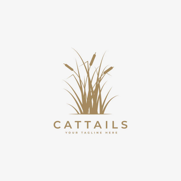 ilustraciones, imágenes clip art, dibujos animados e iconos de stock de diseño de ilustración vectorial de logotipo de cattail grass, plantilla de logotipo de cattail, diseño vectorial de silueta de cattail - carrizo pequeño