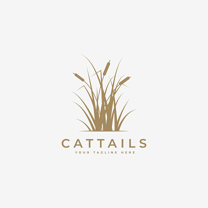 cattail grass logo vector illustration design, cattail logo template, cattail silhouette vector design