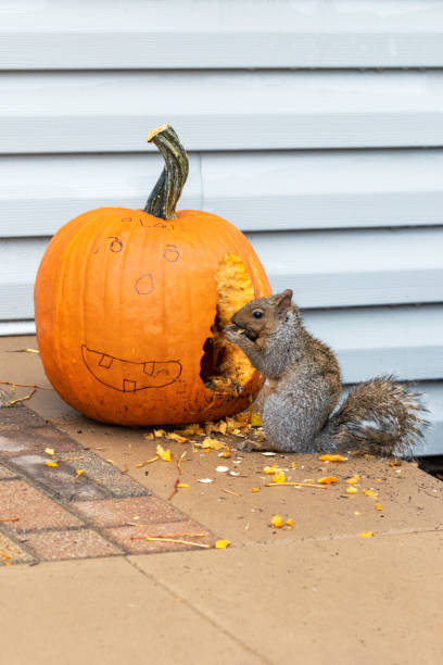 istock Halloween Treat 1386332608