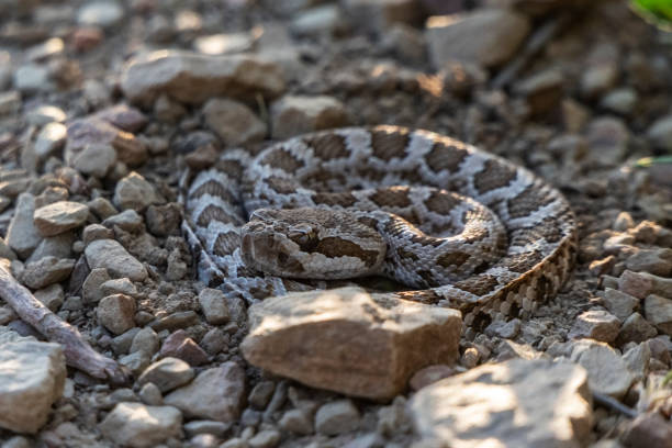 istock Baby Western Diamondback Rattlesnake 1386332652