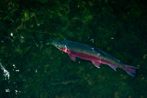 Tail shot of a large Rainbow Trout jumping. Was caught on a fly in Fall River, a Central Oregon river. Fall River is a tributary to the Deschutes River. A popular fish in Oregon lakes and rivers. Bend, Oregon.