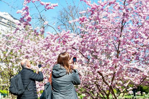 A touch of Japan in Paris : flowering sakura (prunus serrulata ) in the Luxembourg garden, with a tourist couple taking picture. Paris, parc du Luxembourg. France - March 14, 2022