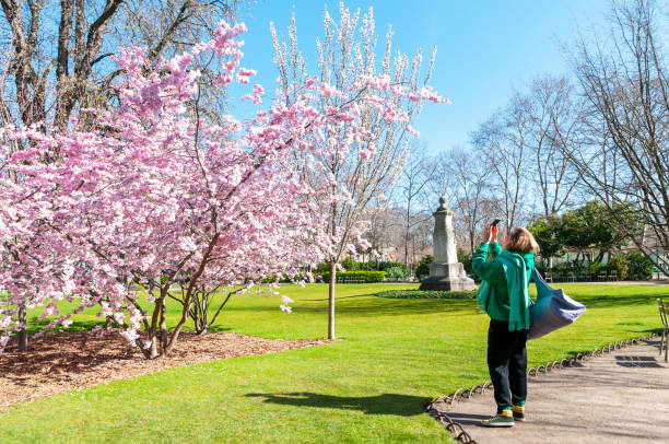une femme en train de prendre des photos de sakura (prunus serrulata) en fleurs dans le parc du luxembourg – paris - jardin luxembourg photos et images de collection
