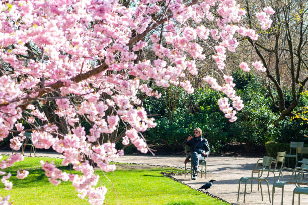 A touch of Japan in Paris: flowering sakura (prunus serrulata ) in the Luxembourg garden. Paris, parc du Luxembourg. France - March 14, 2022