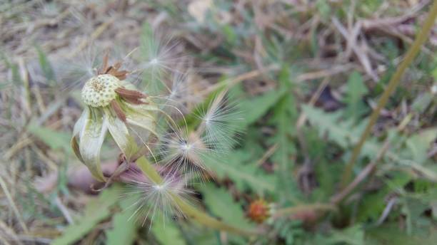 istock ball flower seeds spread out 1386350805