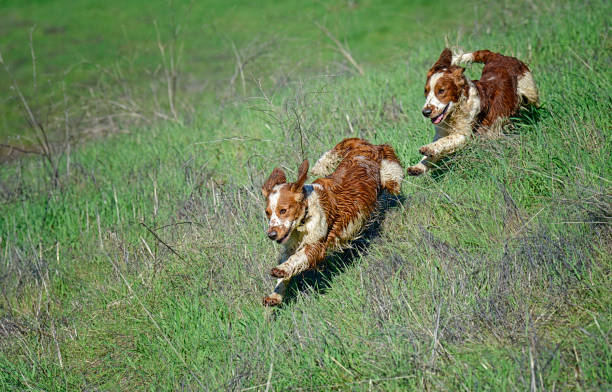 istock Two Welsh Springer Spaniels Playing Chase 1386352745