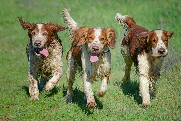 istock Three Muddy Welsh Springer Spaniels Playing Together 1386352762