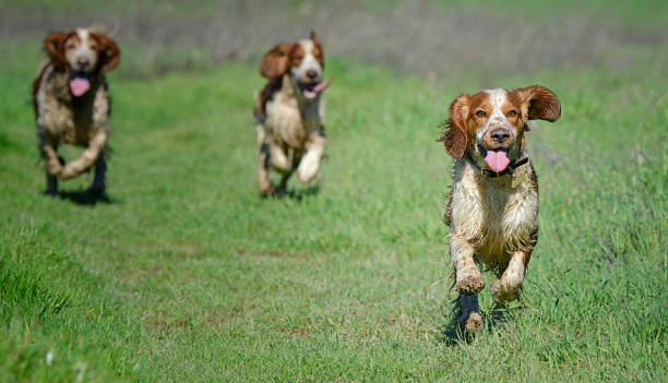istock Three Wet Muddy Welsh Springer Spaniels Playing Chase 1386352809