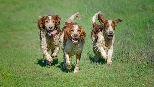 istock Three Tired Dirty Welsh Springer Spaniels Running Together 1386352816