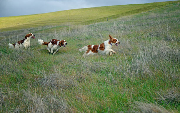 istock Three Welsh Springer Spaniels Racing Across Field of Grass 1386352828