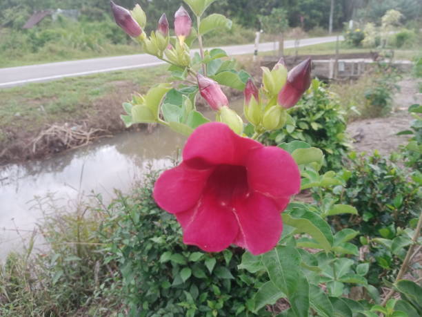 istock purple allamanda or  violet allamanda 1386354045