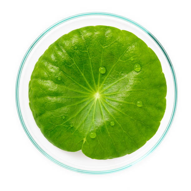 Close up centella asiatica leaves with rain drop in petri dish isolated on white background top view.