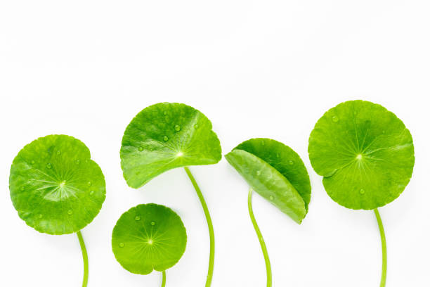 istock Close up centella asiatica leaves with rain drop isolated on white background top view. 1386357322