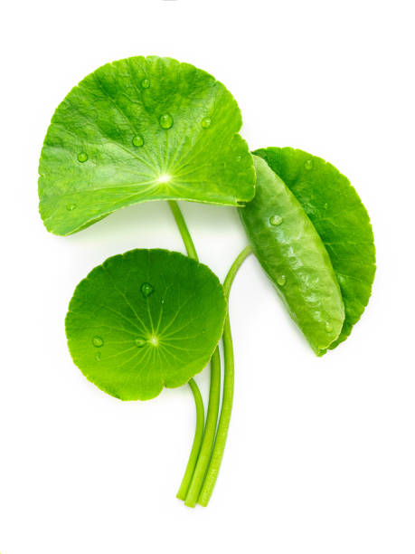 istock Close up centella asiatica leaves with rain drop isolated on white background top view. 1386357359