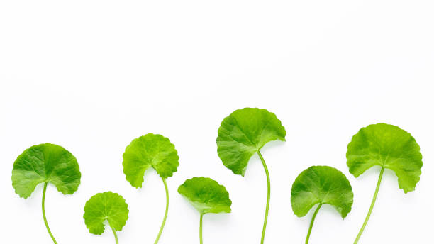 istock Close up centella asiatica leaves isolated on white background top view. 1386357379