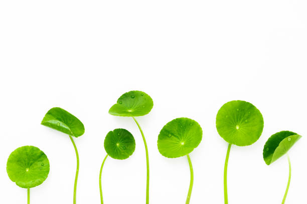 istock Close up centella asiatica leaves isolated on white background top view. 1386357389