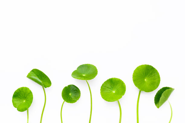 istock Close up centella asiatica leaves isolated on white background top view. 1386357992