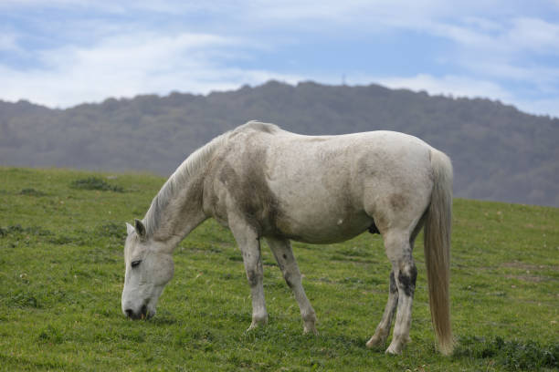 Albino white horse while eating green grass in mountain
