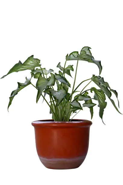 White of Angel-Wings, Elephant-Ear or Caladium Bicolor Candinum  is queen of the leafy plants growing in brown pot isolated on white background included clipping path.