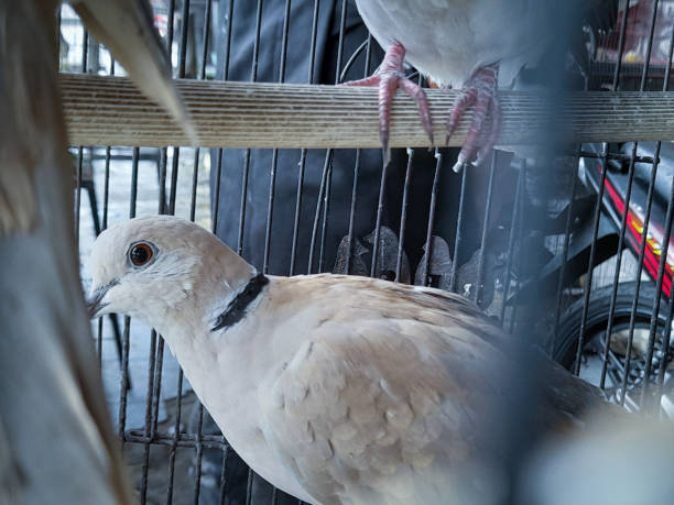 istock Beautiful birds in a cage 1386364041