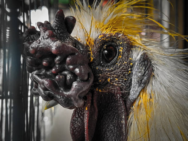 Chickens and birds in a pet shop are locked in a cage