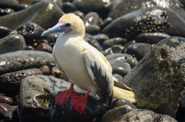 Red-footed booby in Fernando de Noronha