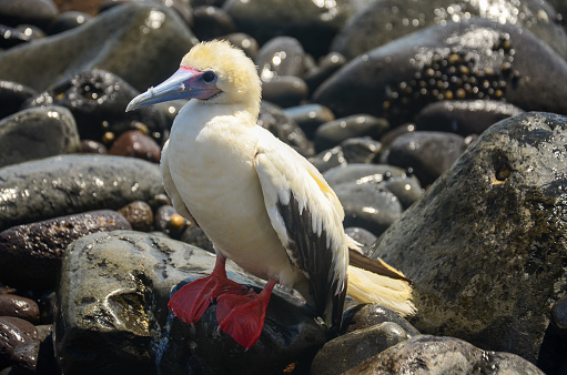 Closeup of a red-footed booby in Fernando de Noronha, Brazil