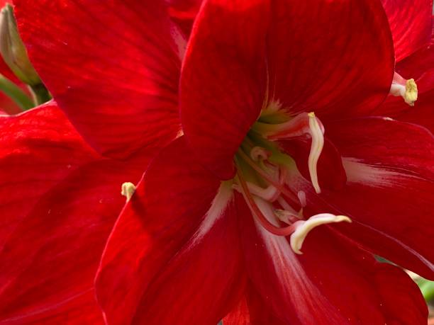 istock Selected focus for Hibiscus Flower Pollen 1386366861